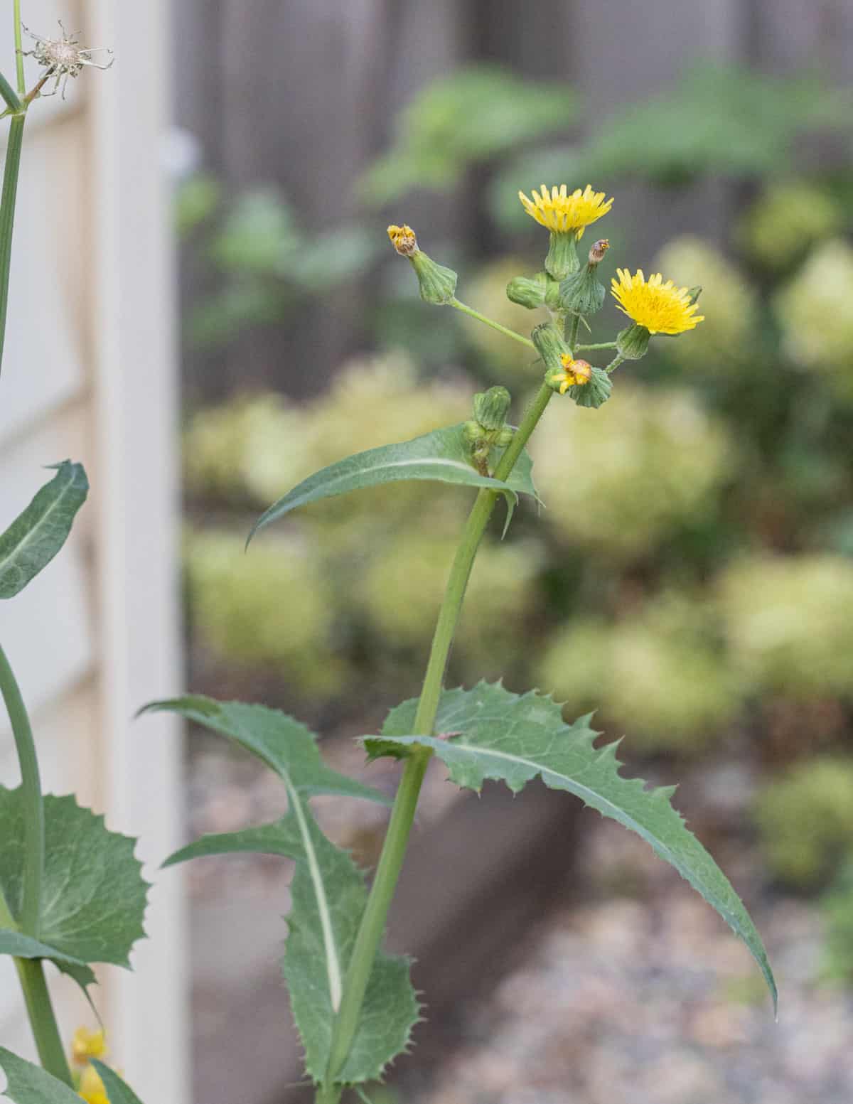 A close up picture of a mature sow thistle plant (Sonchus oleraceous) growing in the summer. 