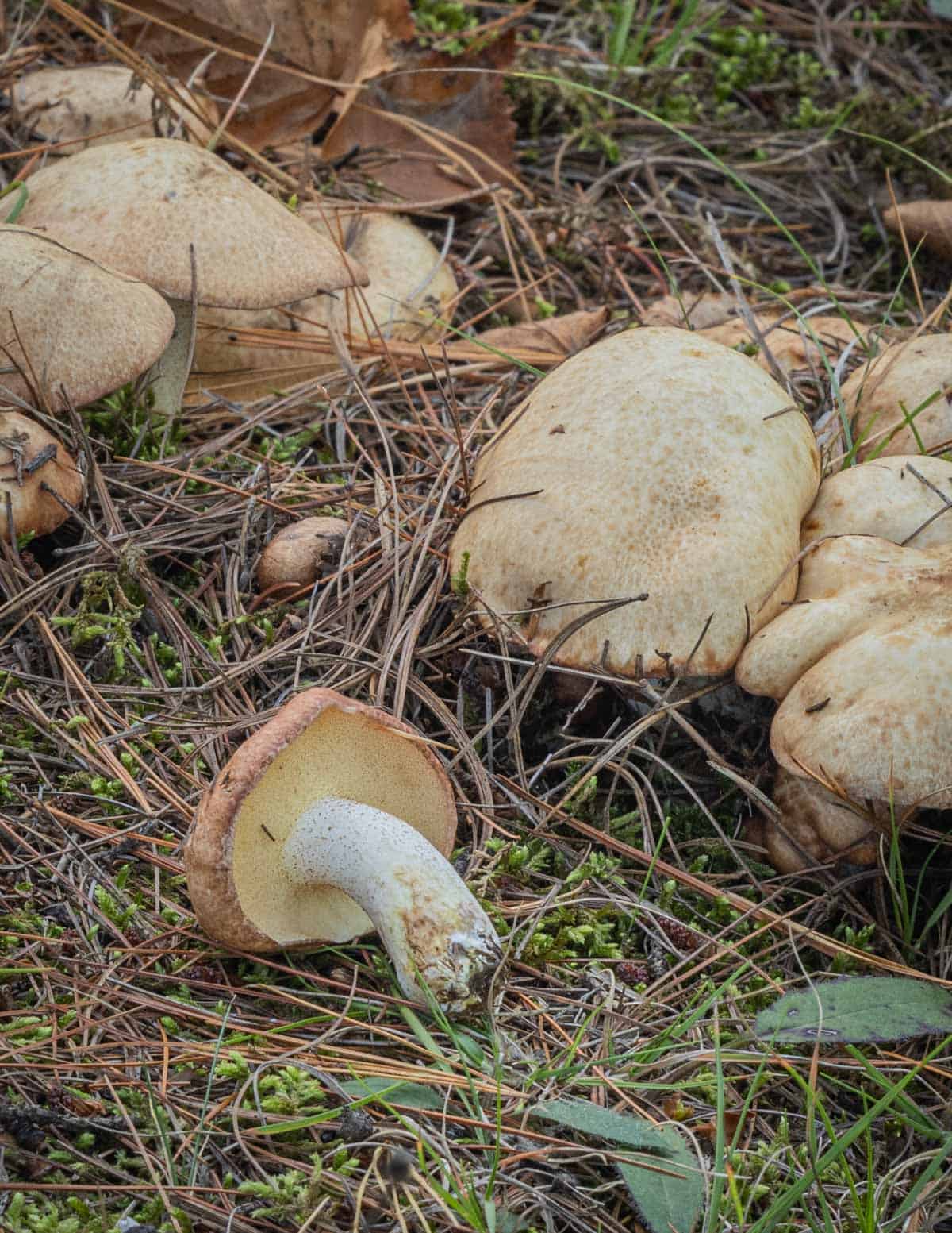 Suillus granulatus mushrooms growing in a pine forest. 