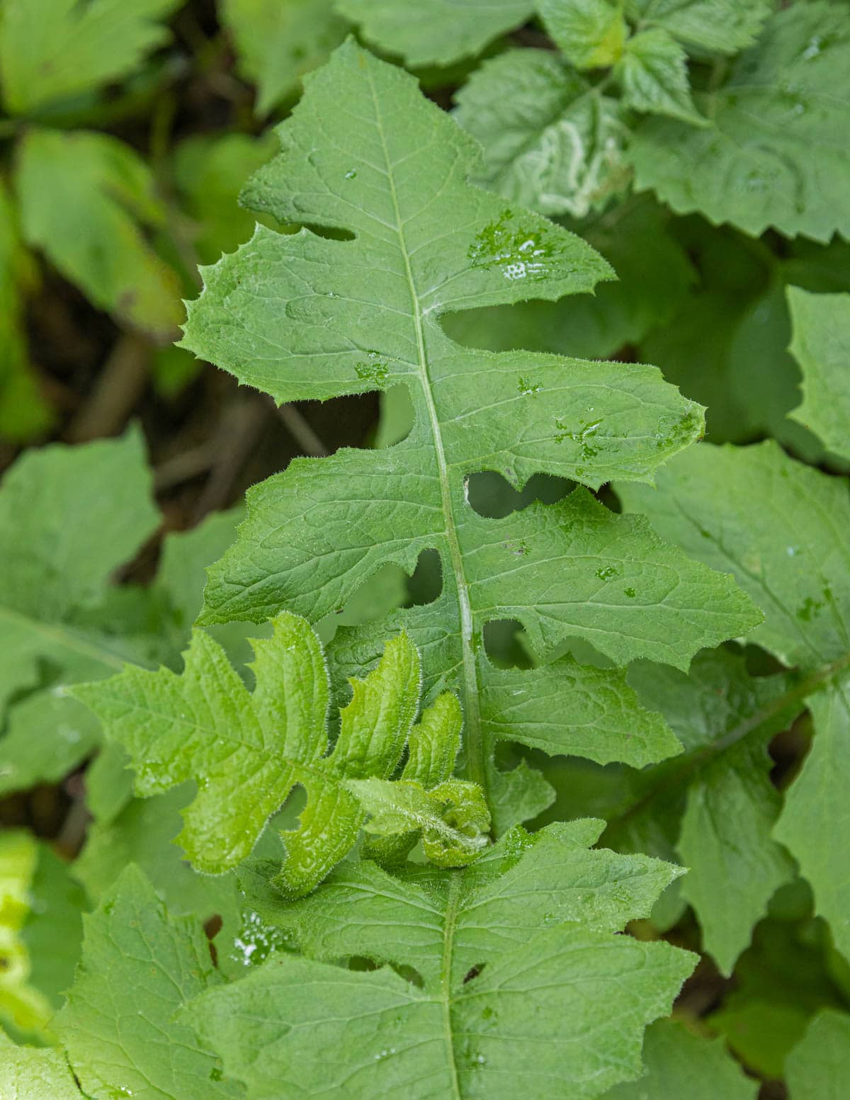 Close up image of Lactuca biennis leaves showing alternately lobed arrangement. 