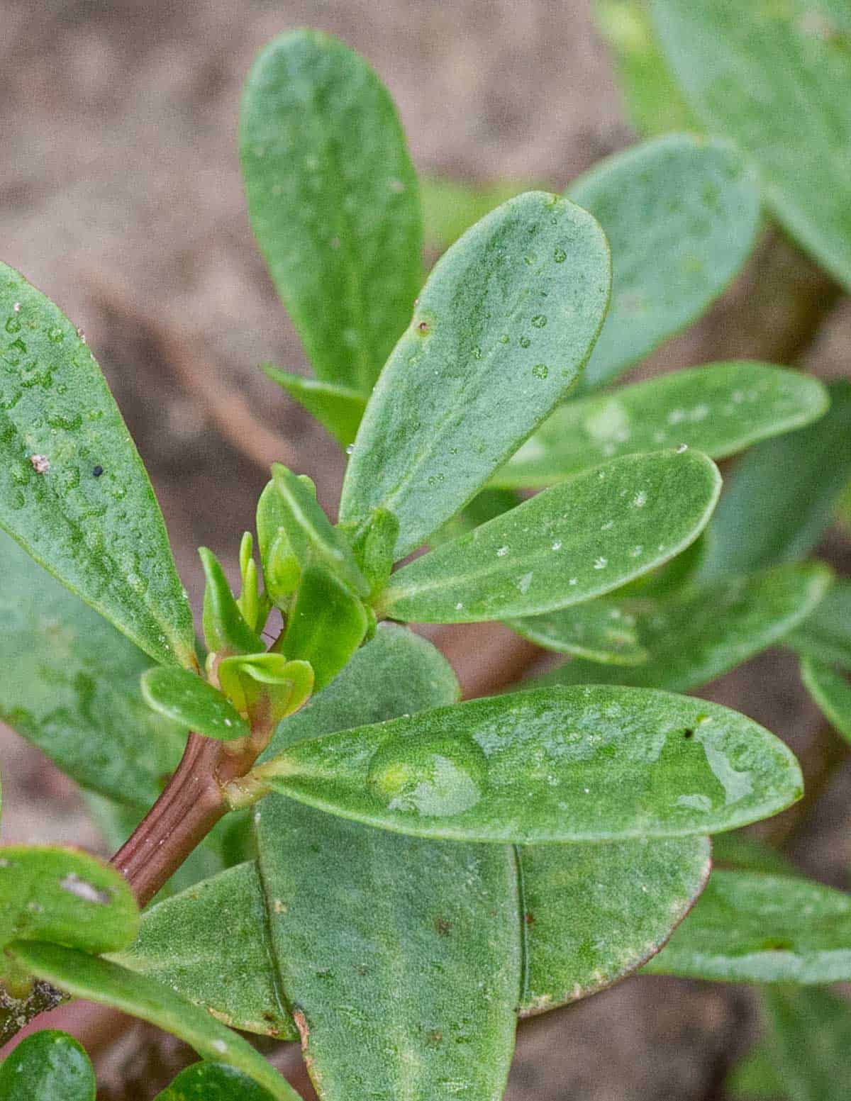 A close up picture of verdolagas or purslane leaves growing in a garden. 