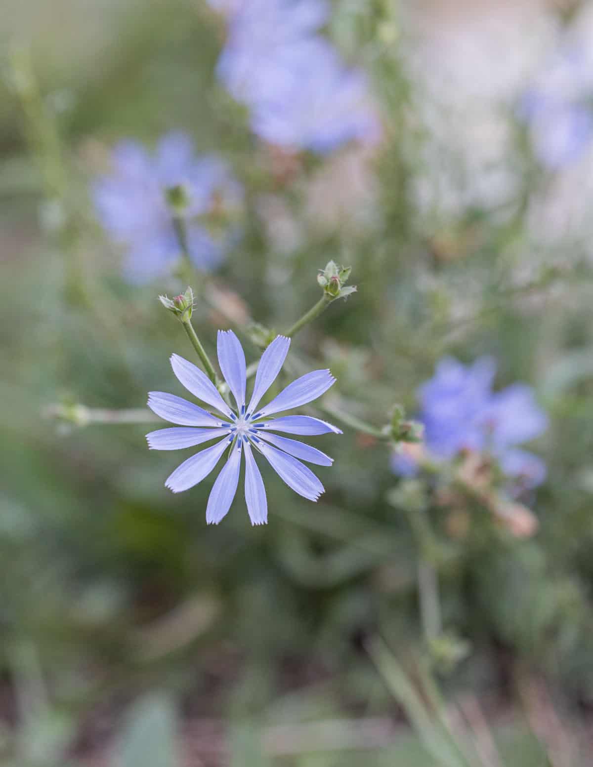 A close up image of wild chicory flowers. 