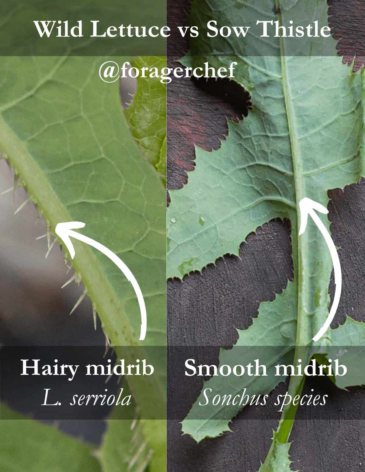 An infographic showing the differences between wild lettuce and sow  thistle leaves, with a focus on the hairy midrib. 