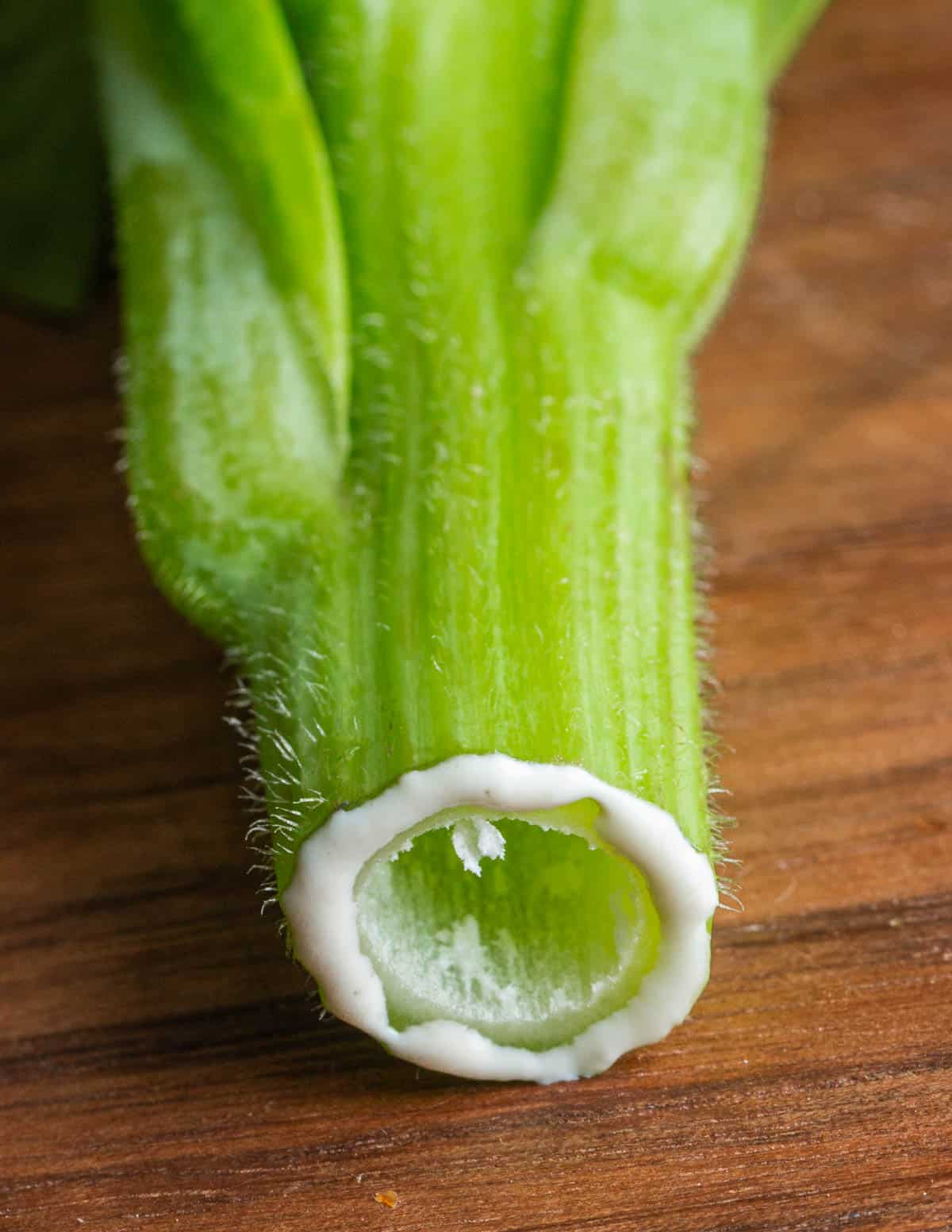 Cut wild lettuce stem of L. biennis showing copius white latex. 