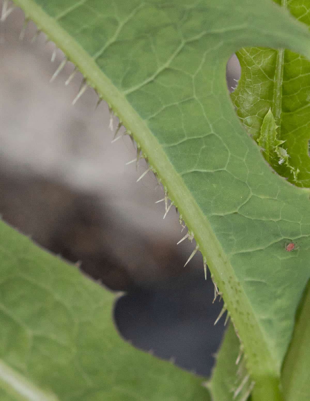 Mature L. serriola leaves showing spines on the midrib . 