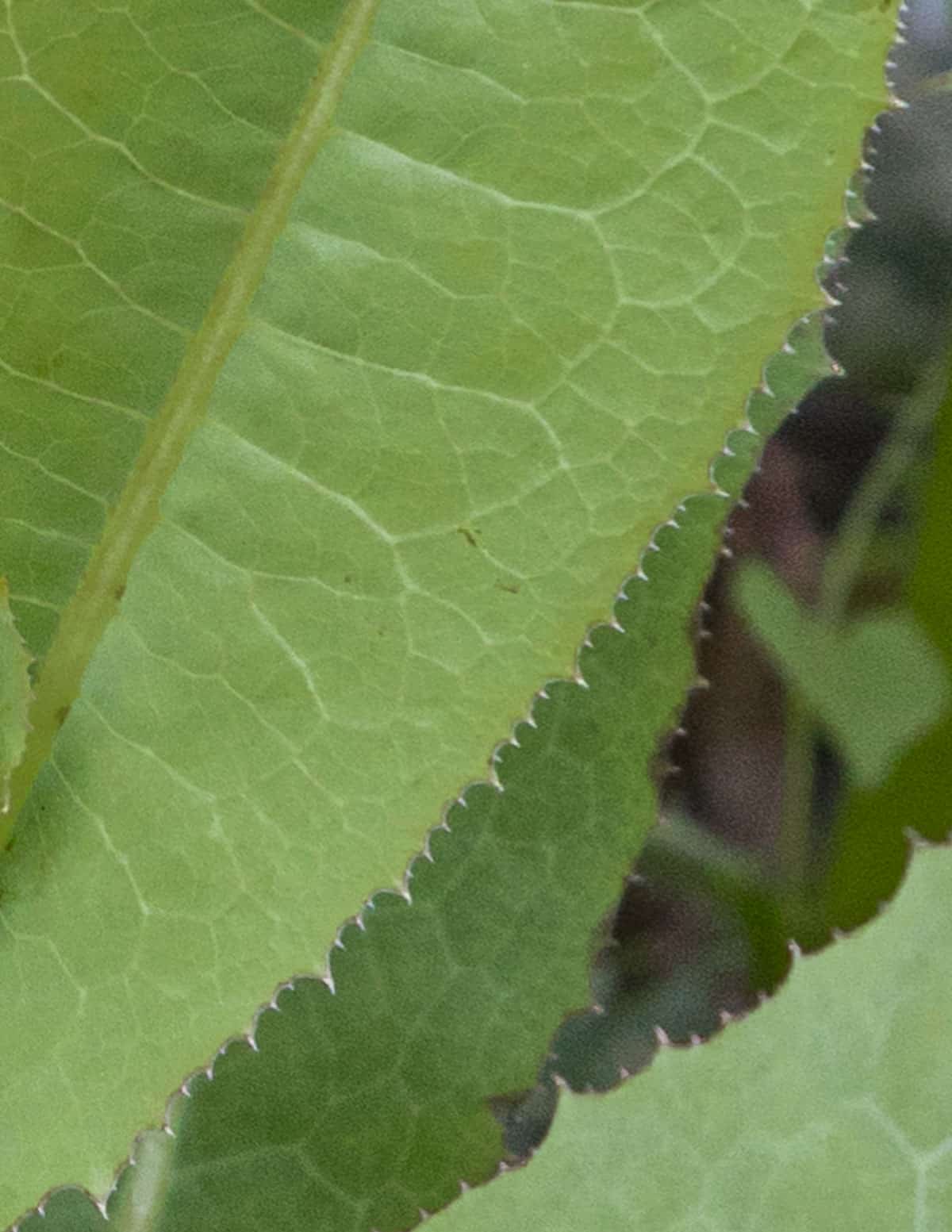 Young Lactuca serriola leaf margin showing teeth. 
