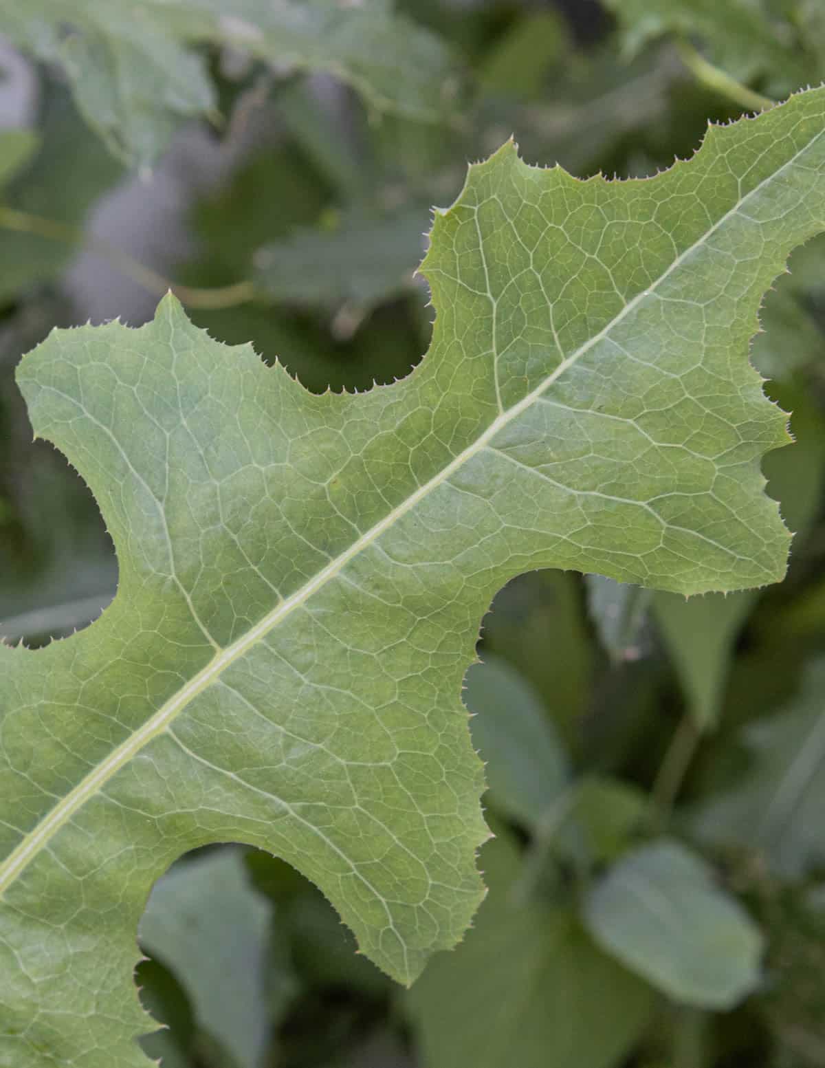 Mature prickly lettuce leaves showing irregular lobes.