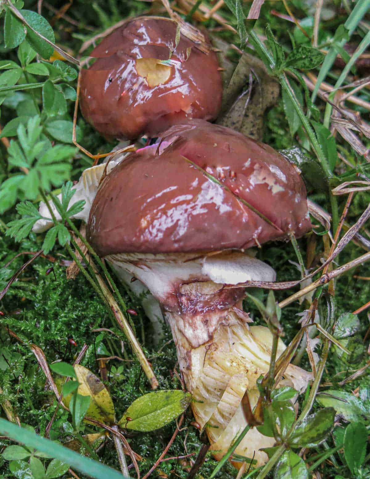 Close up image of Suillus luteus mushrooms. growing in a forest. 