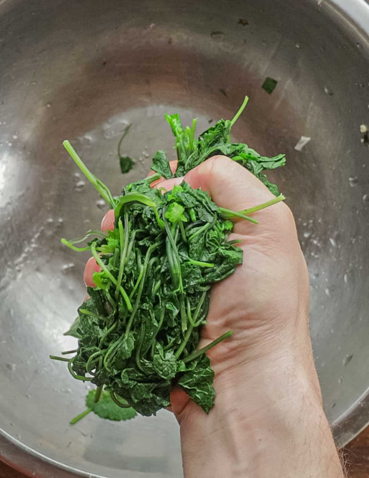 Squeezing water from cooked garlic mustard greens. 