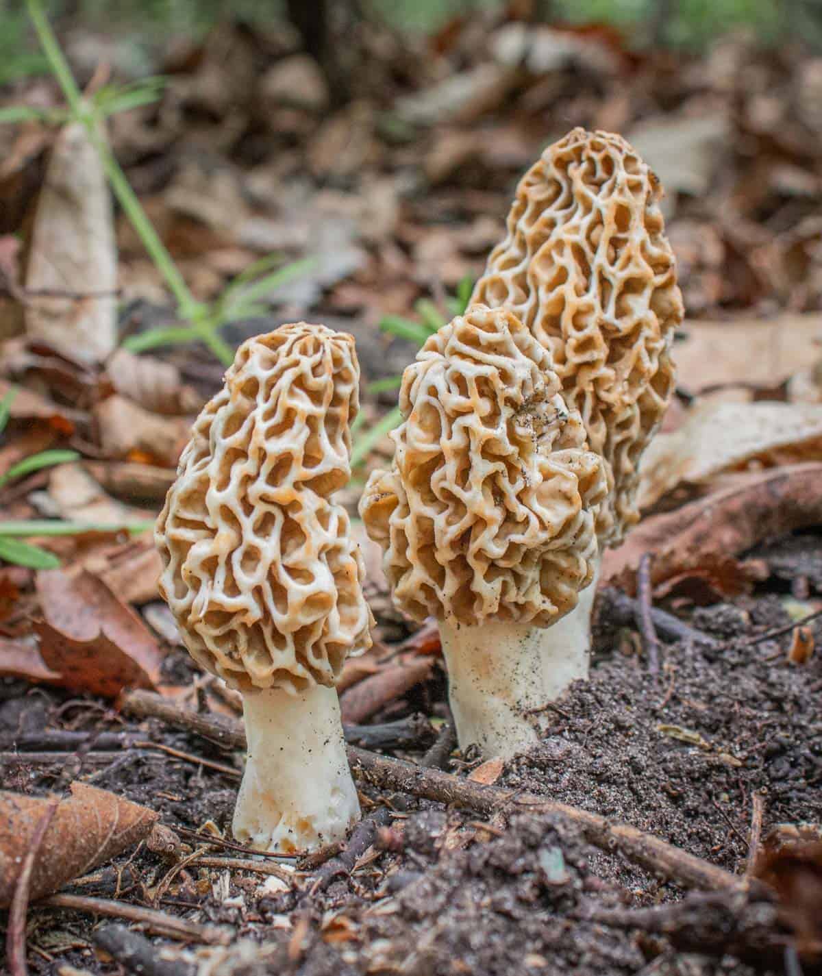 Blonde morel mushrooms in Minnesota growing in the spring. 