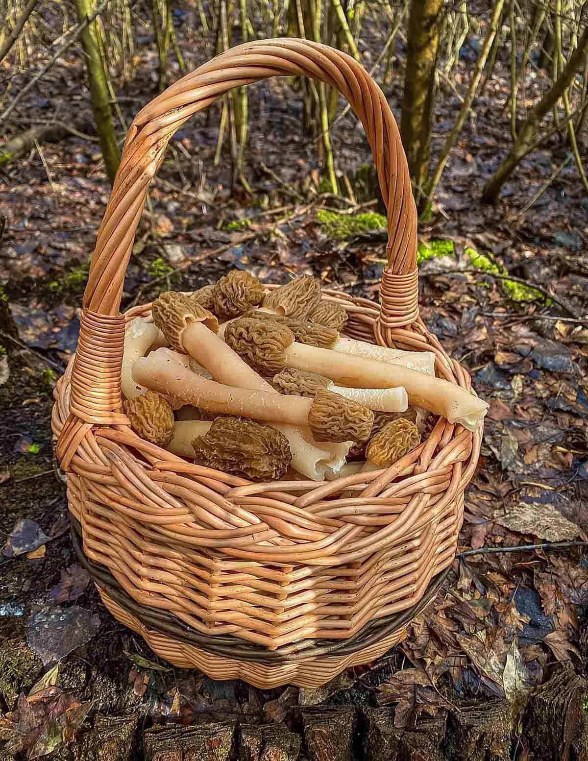A basket full of verpa bohemica mushrooms being harvested in the Czech republic. 