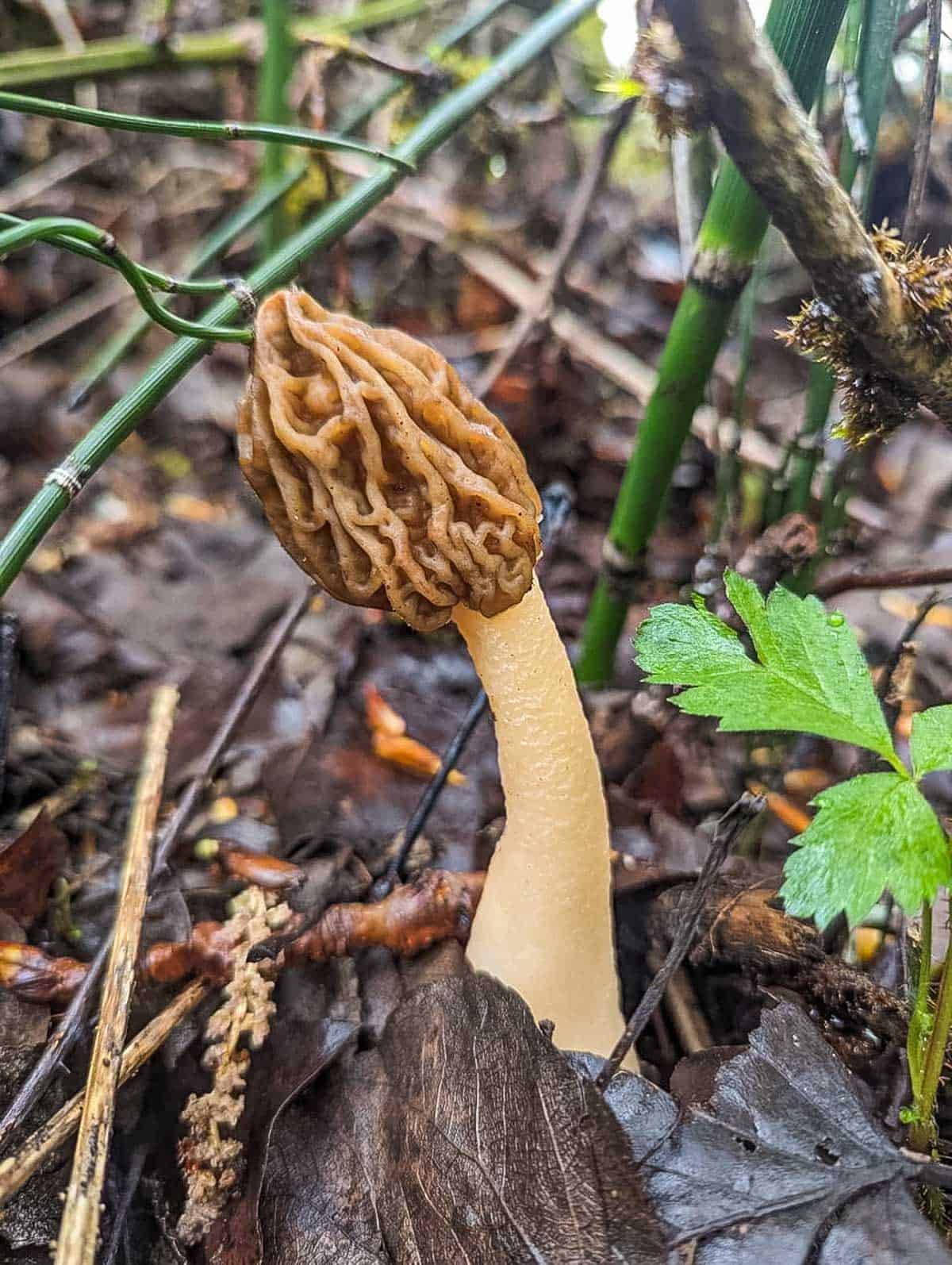 A picture of a thimble morel or verpa bohemica growing in the spring. 