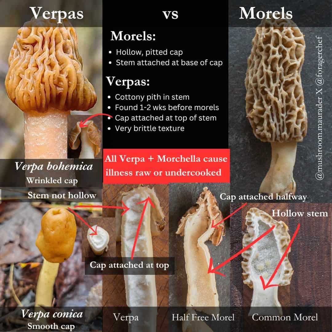 an infographic showing the identification differences between verpa bohemica mushrooms, morels and half free morels. 