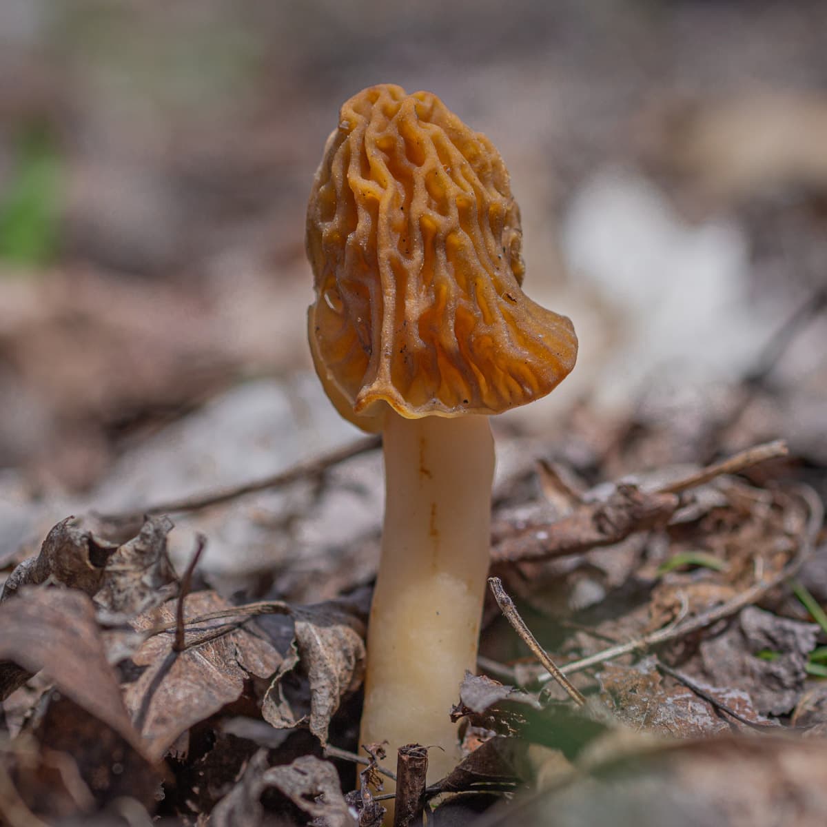 A young verpa bohemica mushroom growing in an aspen forest. 
