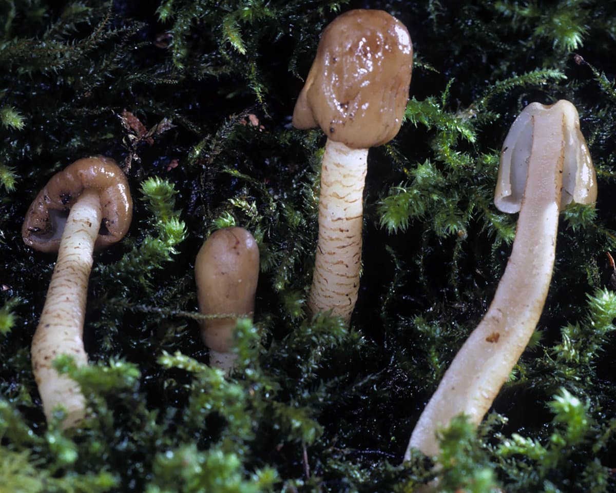 An undescribed species of verpa mushroom taken by mycologist michael Bueg. 