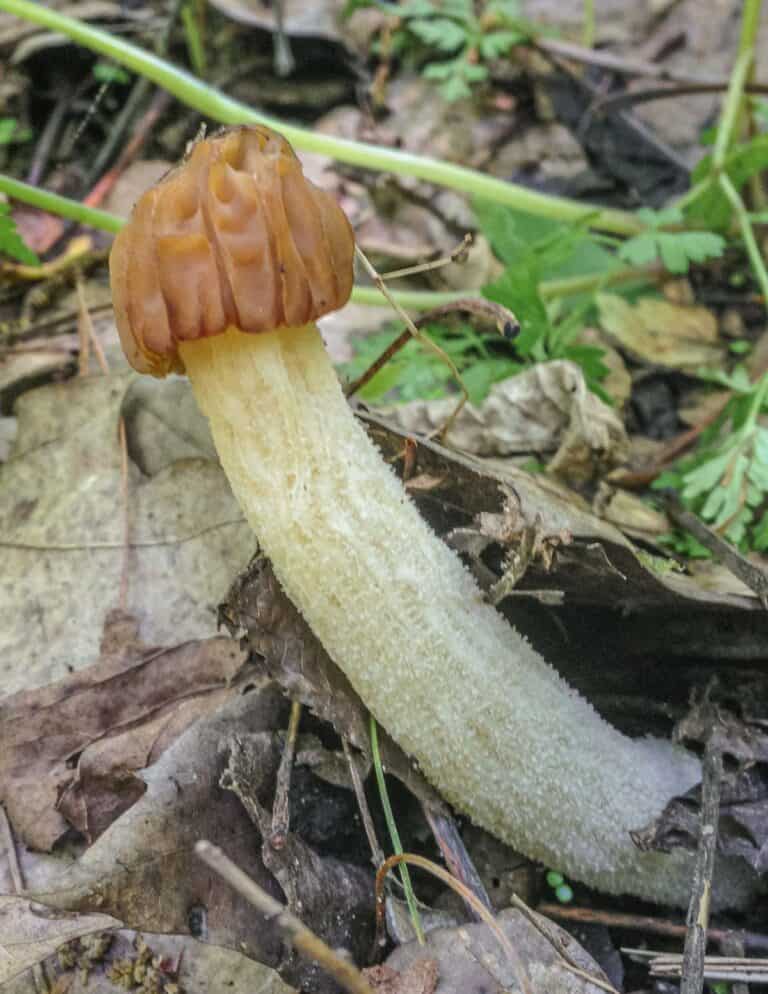 Verpa bohemica: An Edible 