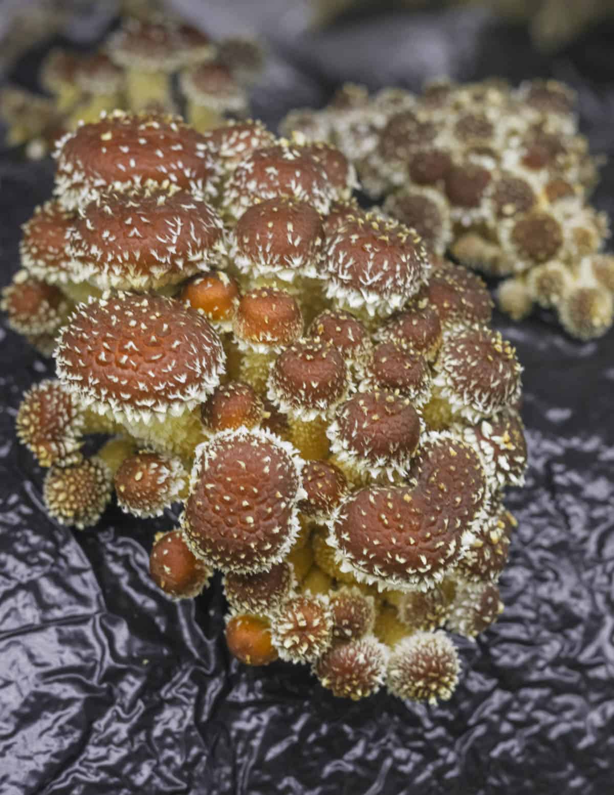 Edible Pholiota adiposa mushrooms growing at R and R cultivation in the Twin Cities. 