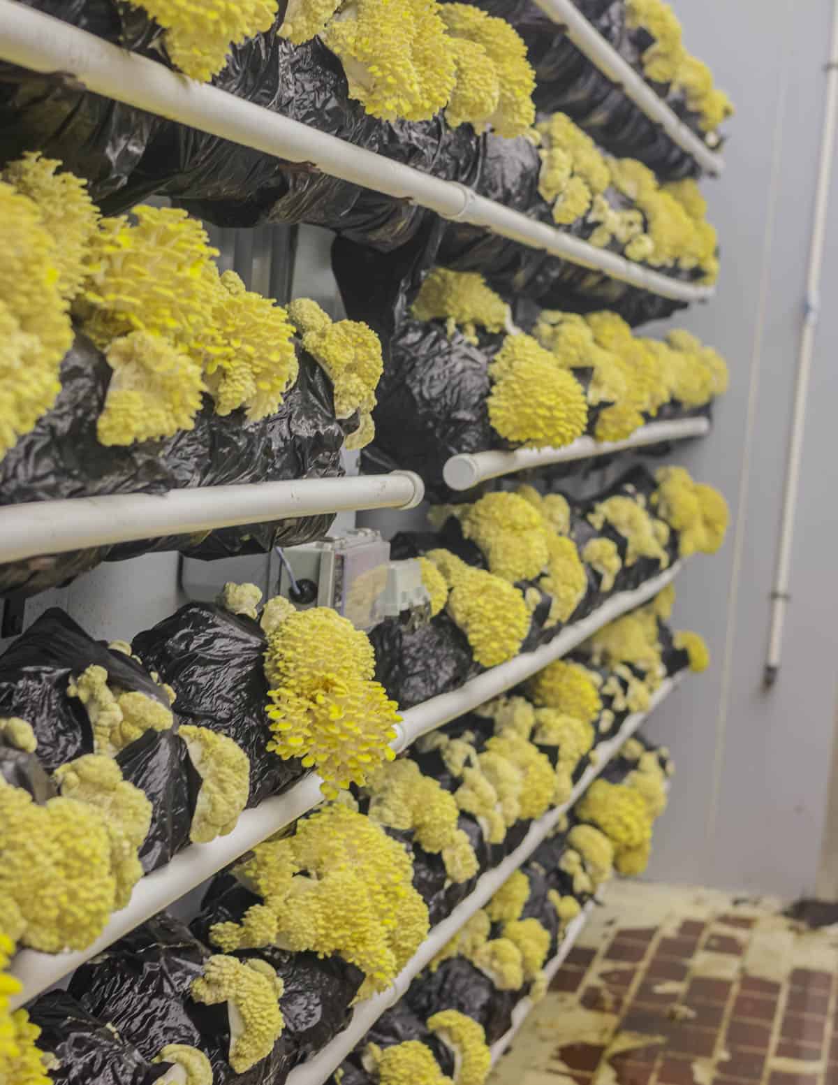 A large room full of cultivated golden oyster mushrooms from R and R cultivation in MN.
