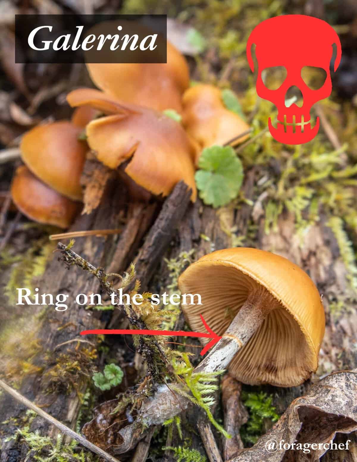 An infographic showing deadly galerina mushrooms, a mica cap mushroom look a like growing on a log for identification.