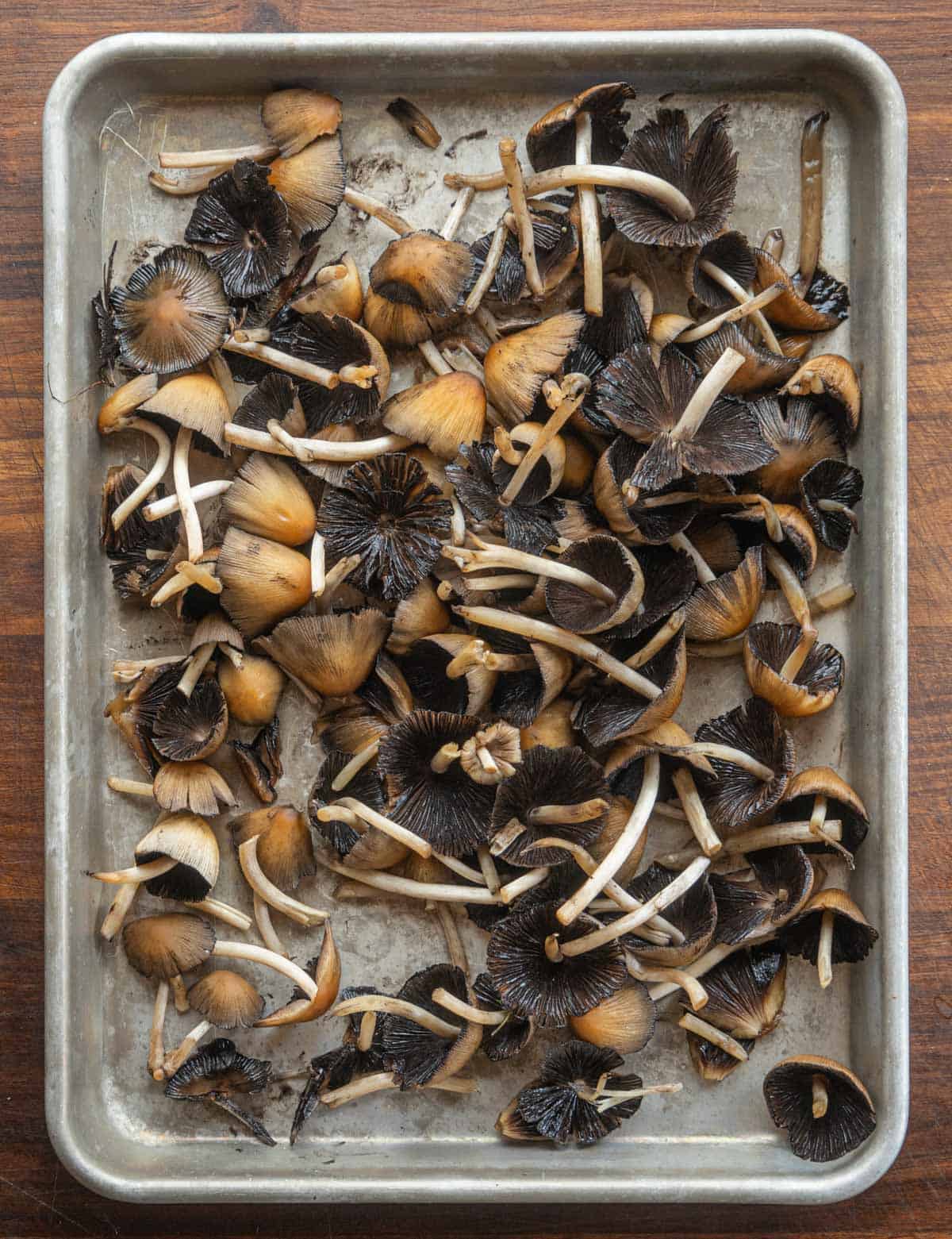 A tray of mica cap mushrooms 24 hours after picking showing the beginning of the deliquescing process. 