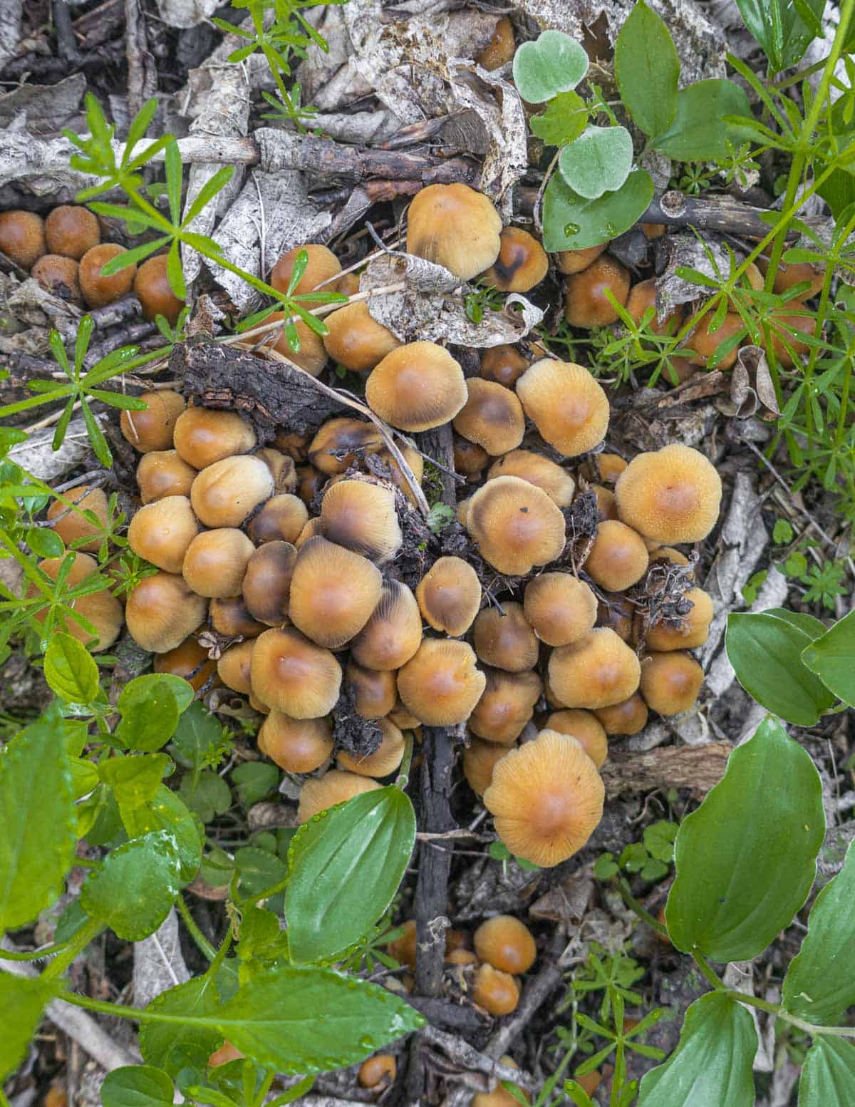 A top down image showing clusters of young mica cap mushrooms in the field. 