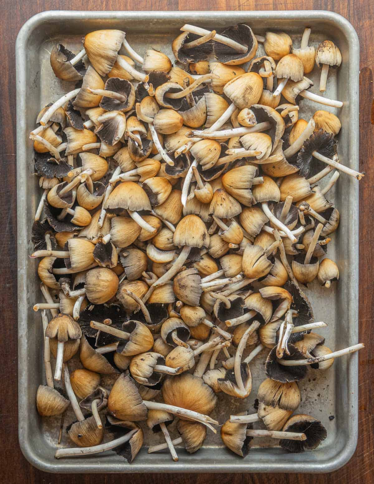 A baking sheet filled with mica cap mushrooms or glistening inky caps ready to cook. 
