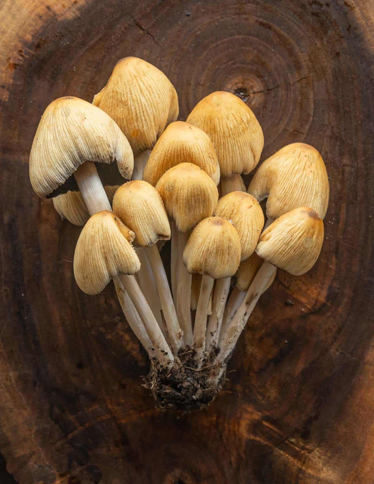 Edible Coprinellus micaceus, mica caps or glistening inky caps in a cluster on a wood background. 