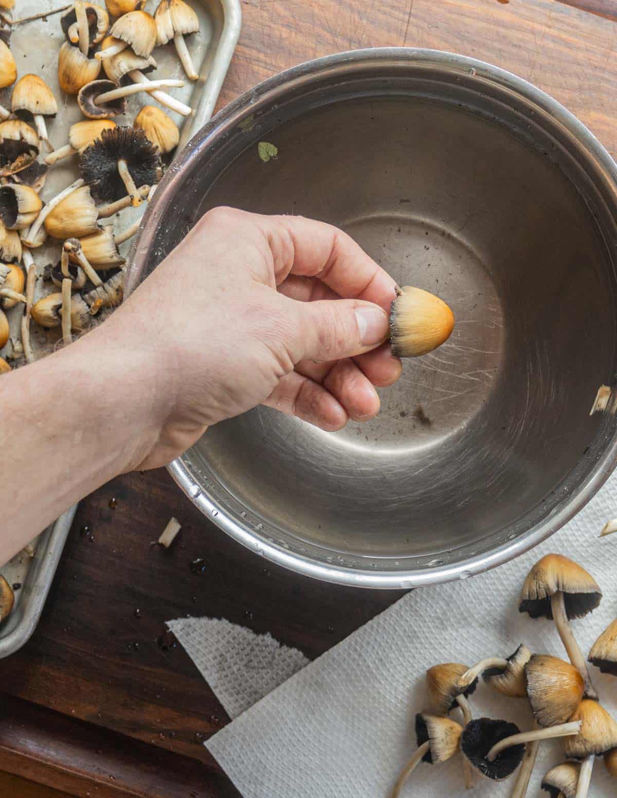 Cleaning mica cap mushrooms with water.