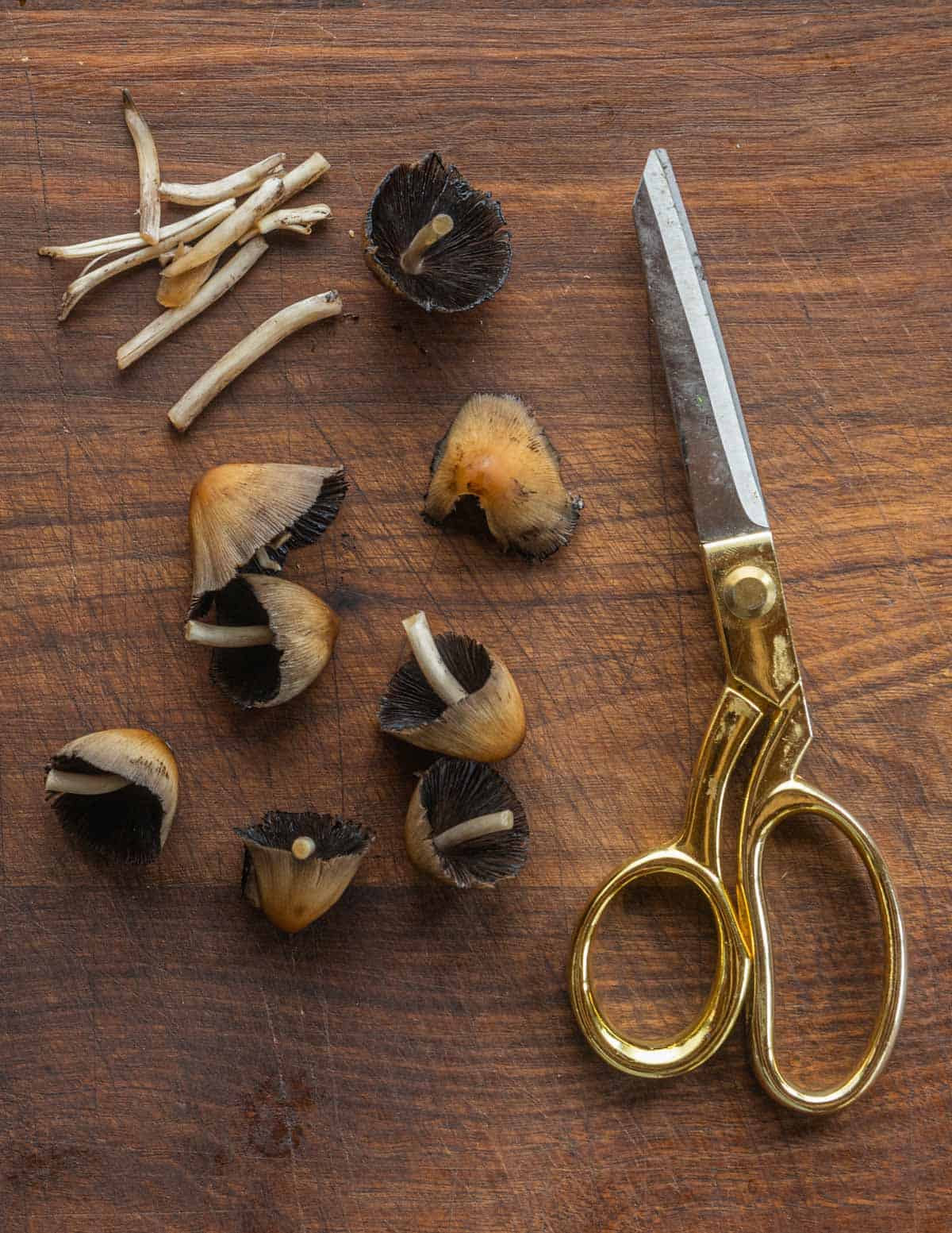 Cutting mica cap mushrooms with a scissors to trim the stems. 