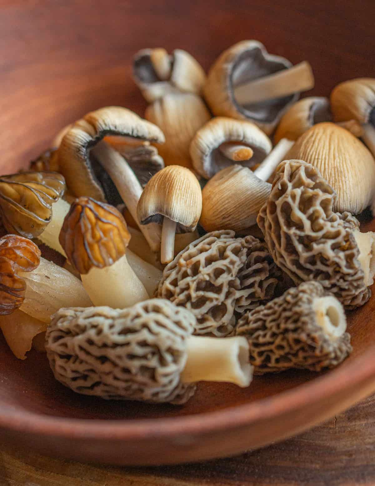 A bowl of edible spring mushrooms: mica caps, half free morels, morels. 