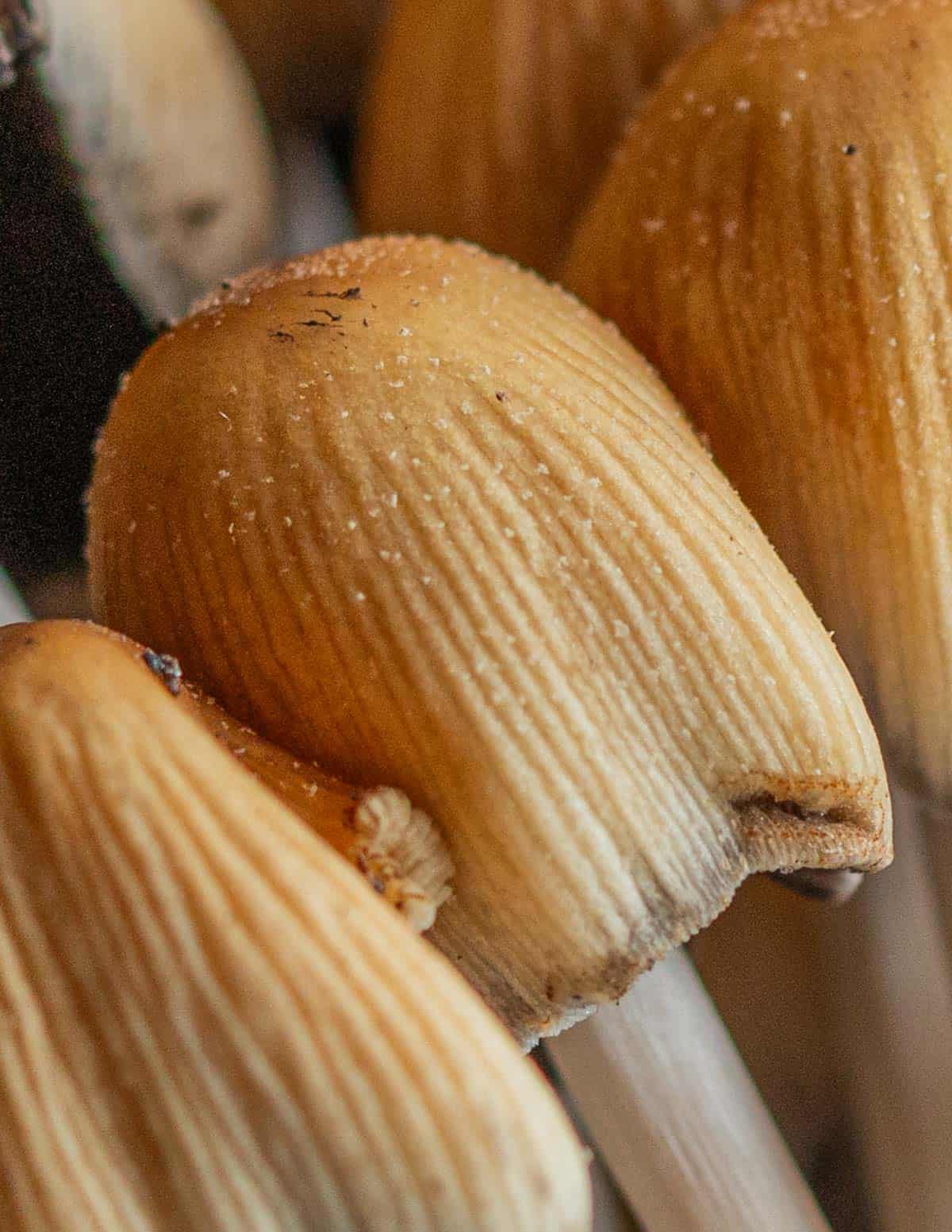 A close up macro image of Coprinellus micaceus showing the tiny mica-like granules on the caps. 