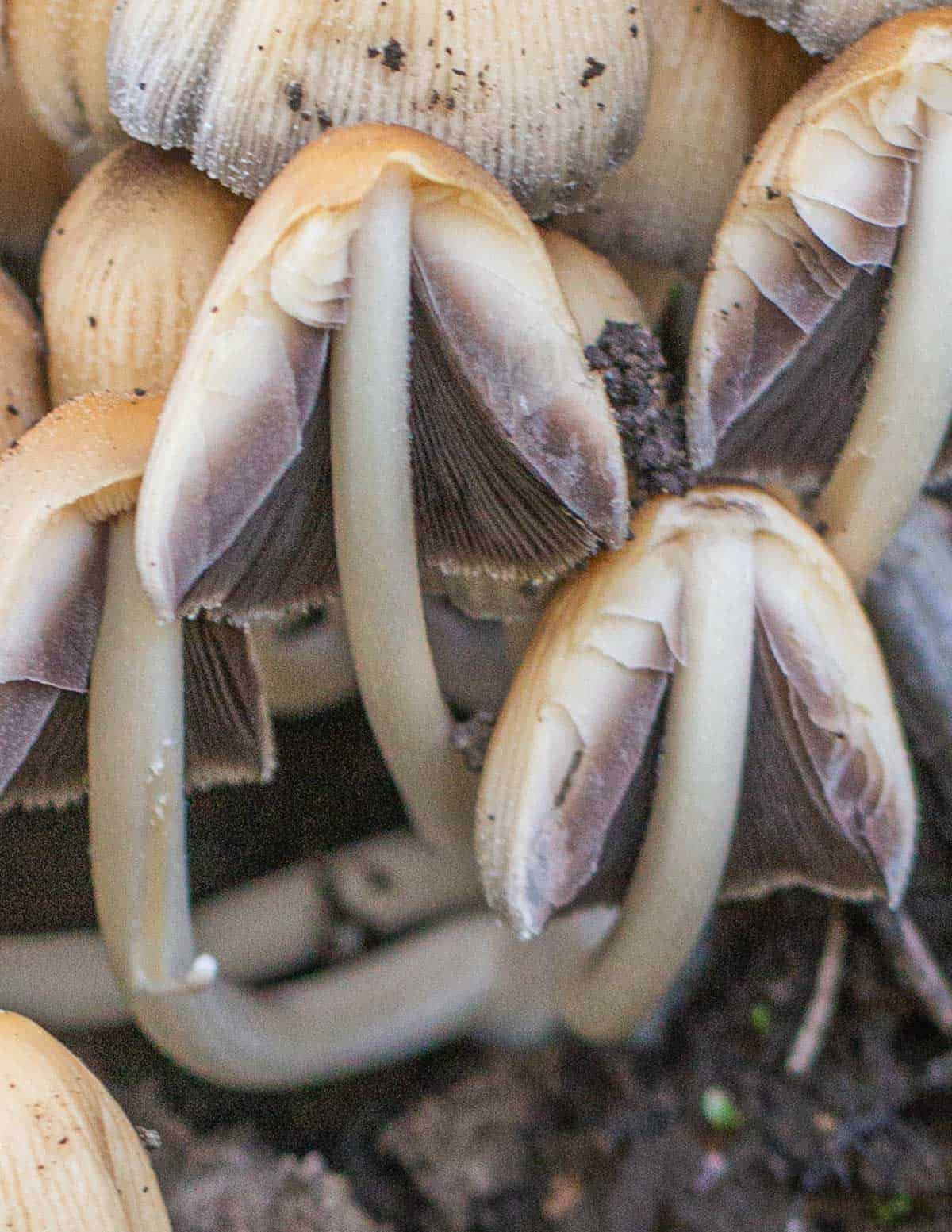 Young mica cap mushrooms showing a cross section of young gills. 