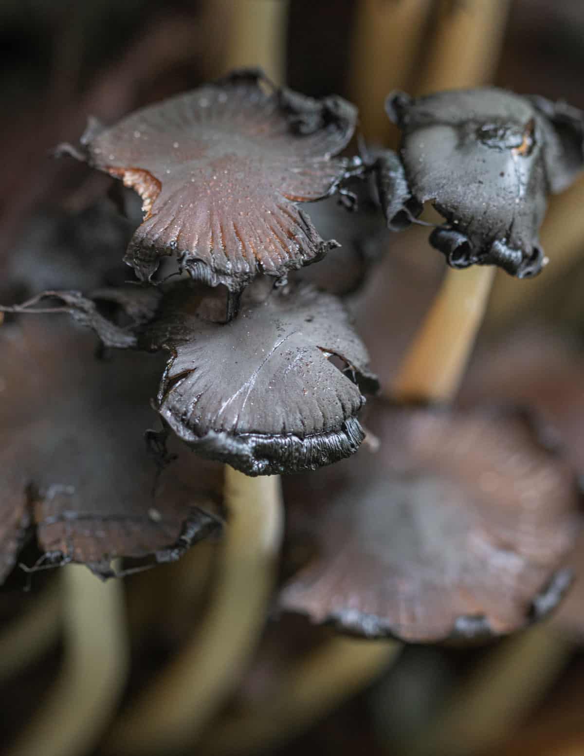 Coprinellus micaceus or mica cap mushrooms turning black and auto-digesting themselves into ink. 