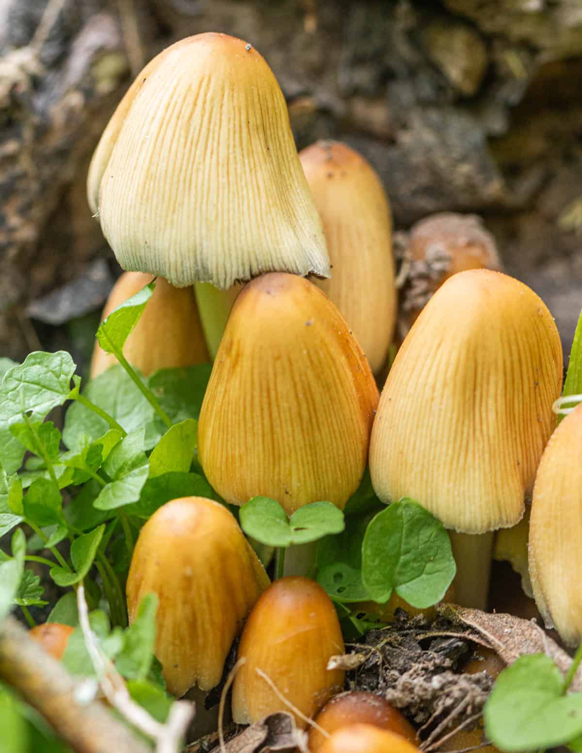 Clusters of Coprinellus micaceus the glistening ink cap or mica cap growing in the woods on a buried cottonwood root. 