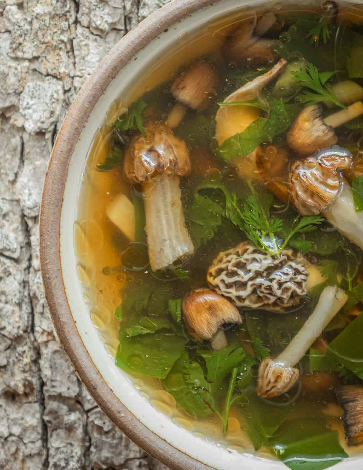A bowl of spring mushroom soup with half free morels, morels, pheasant backs, and mica cap mushrooms. 