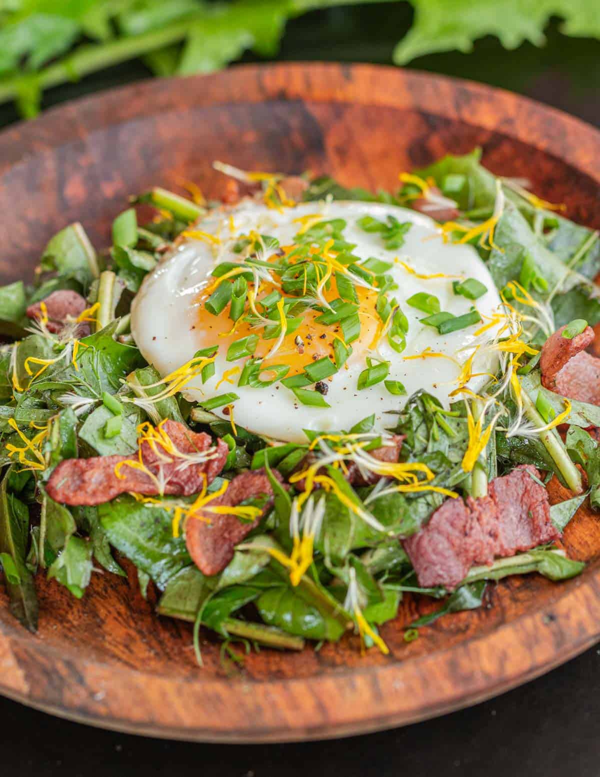 Dandelion salad with bacon dressing served with a sunny side up egg garnished with dandelion flowers, herbs and chives. 