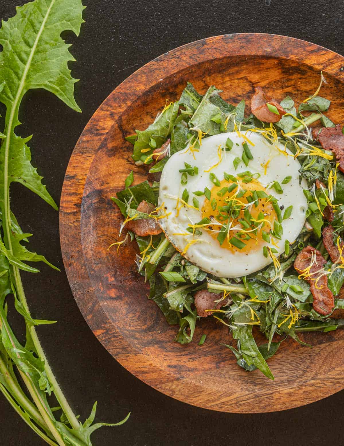 A dandelion salad with bacon and a sunny side egg on a plate surrounded by fresh dandelion greens. 