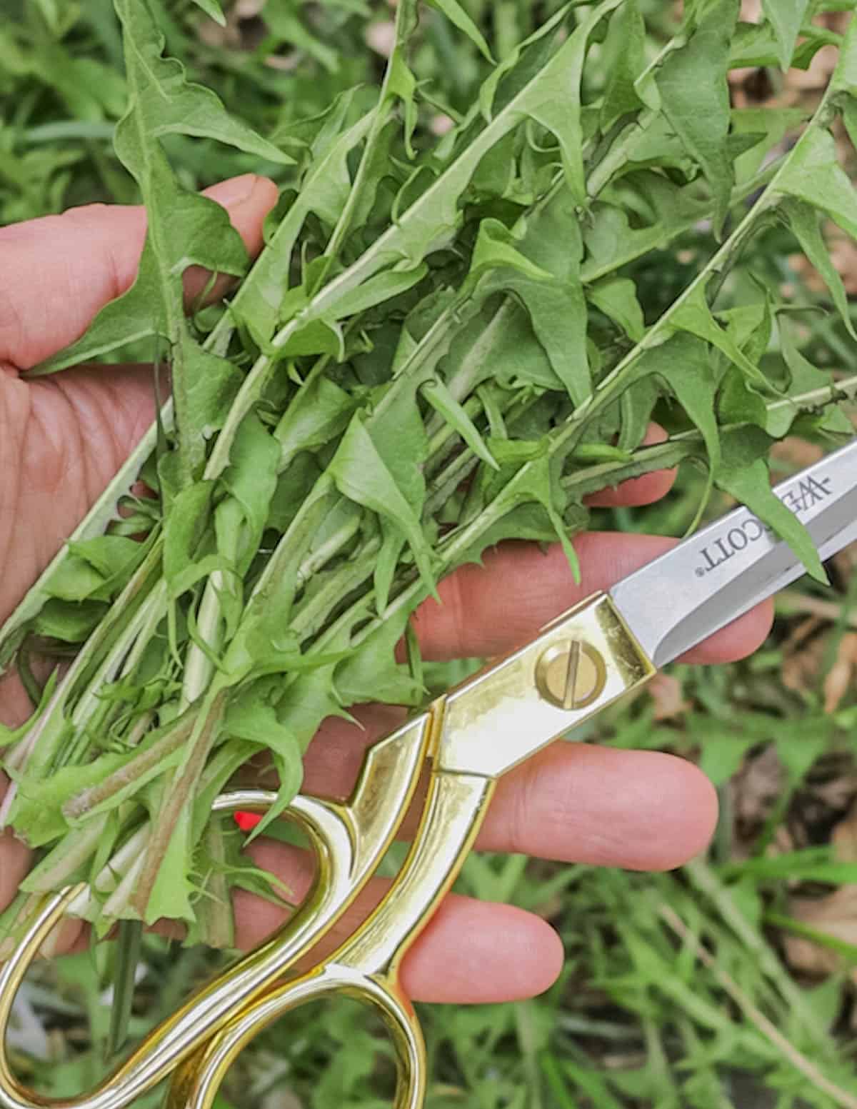 Harvesting young dandelion greens with a scissors. 