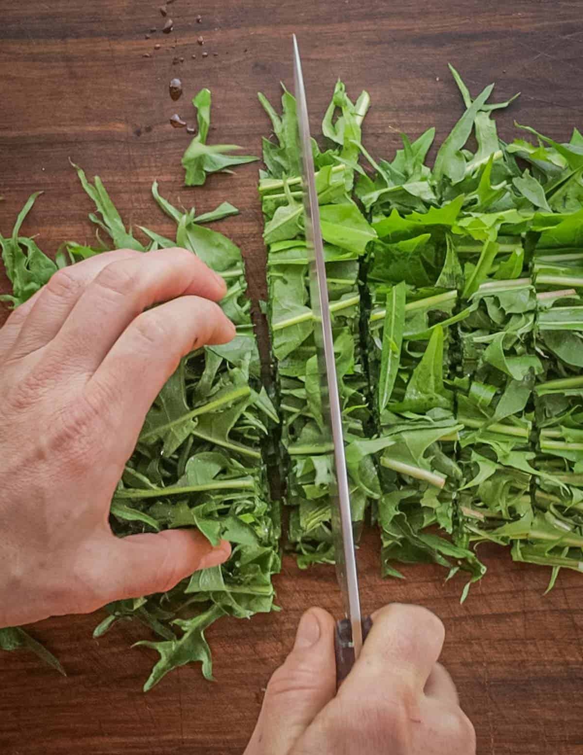 Cutting dandelion greens into 1 inch pieces. 