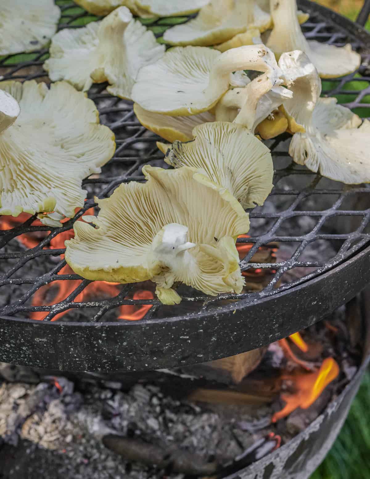 Grilling golden oyster mushrooms over a wood fire. 