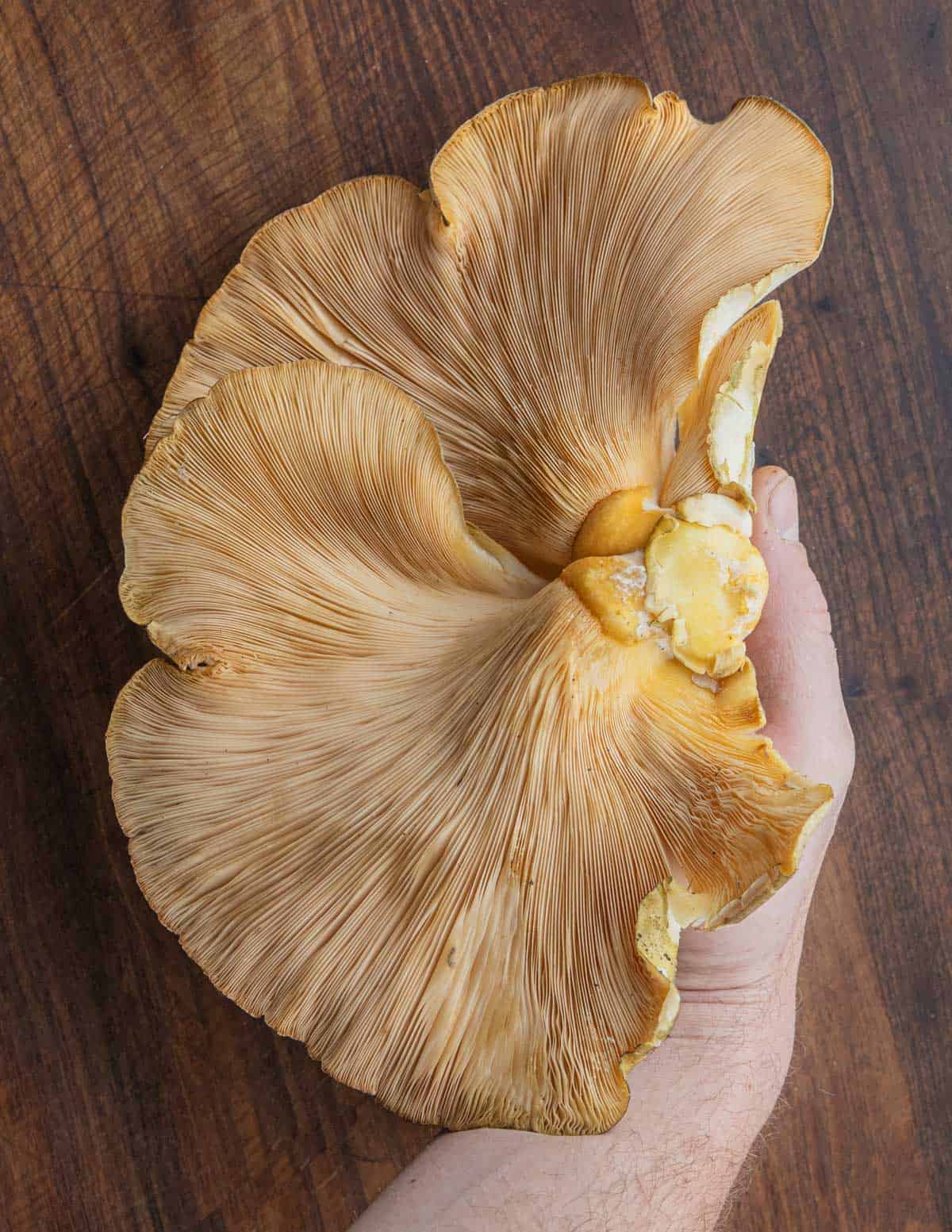 A hand holding a late fall oyster mushroom (Sarcomyxa serotina). 
