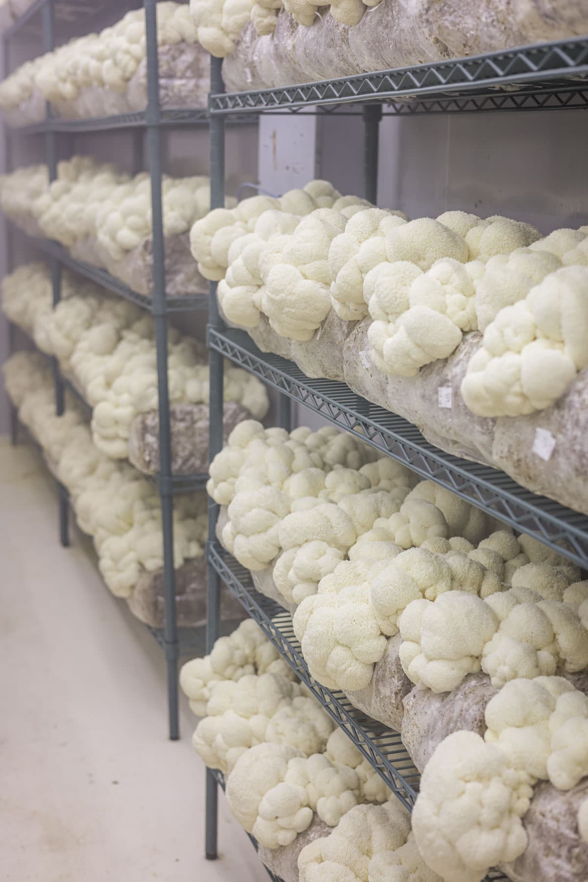A room full of growing lions mane or Hericium erineaceaus mushrooms at r and r cultivation in Minnesota. 