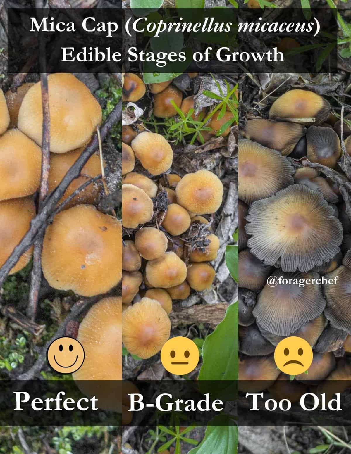 An infographic showing the different stages of growth of Coprinellus micaceus in three stages of edibility. 