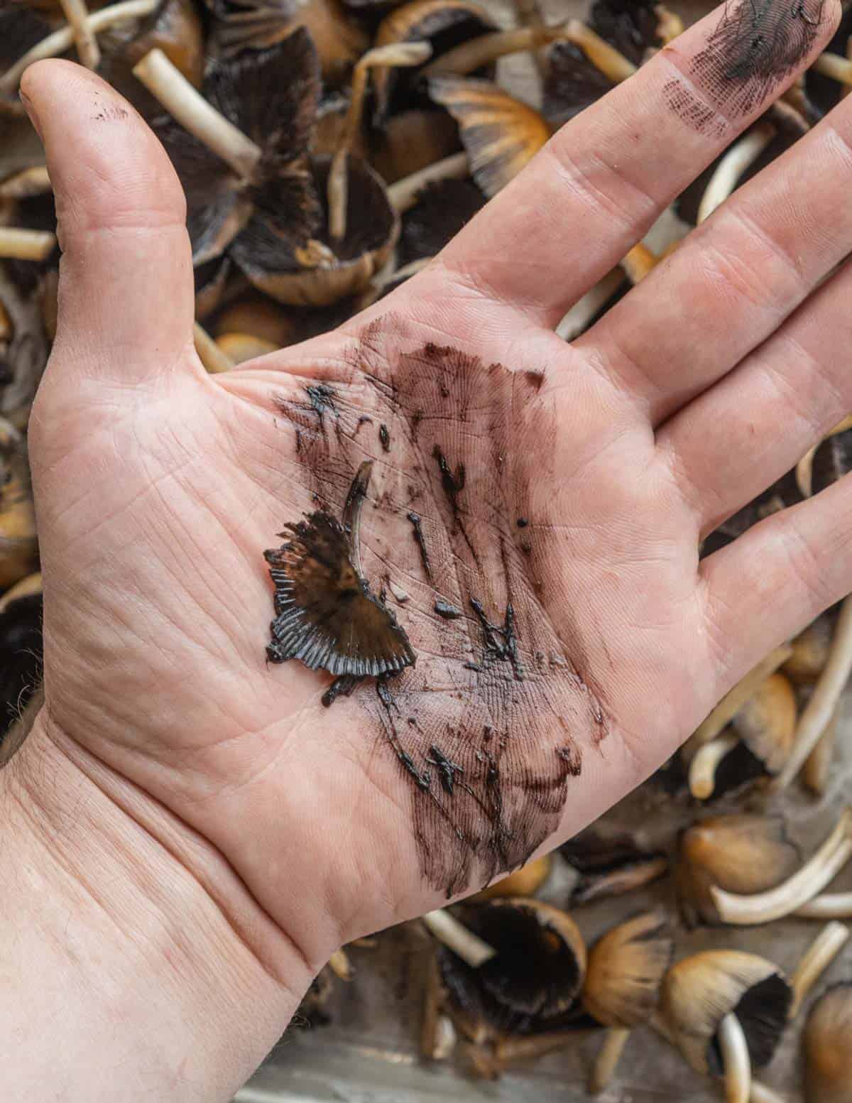 A hand showing the black deliquesced mushroom ink from mica caps. 