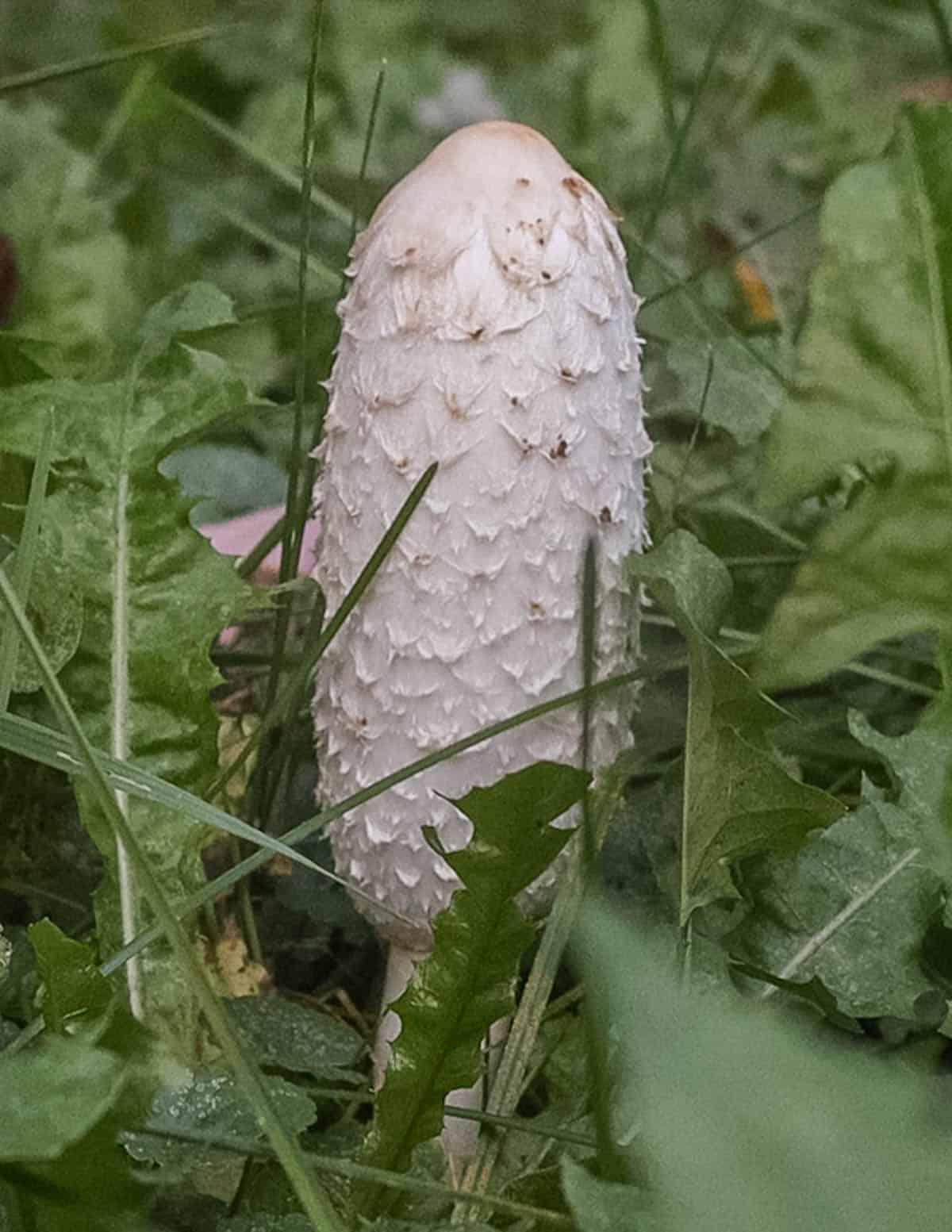An edible shaggy mane mushroom (Coprinus comatus) growing outside in a field. 