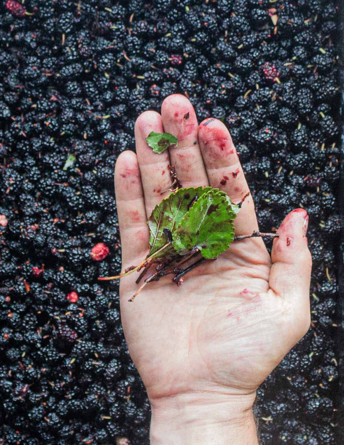 A hand holding twigs, insects, and leaves removed from cleaning fresh mulberries. 