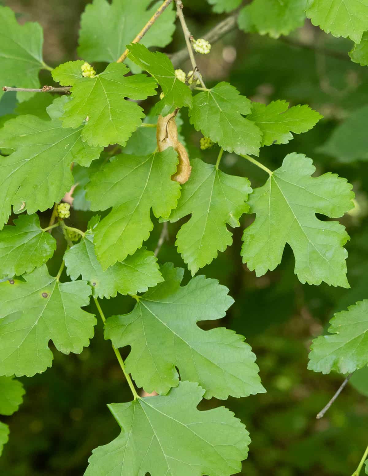A close up picture of white mulberry leaves showing a messy, disorganized leaf arrangement. 