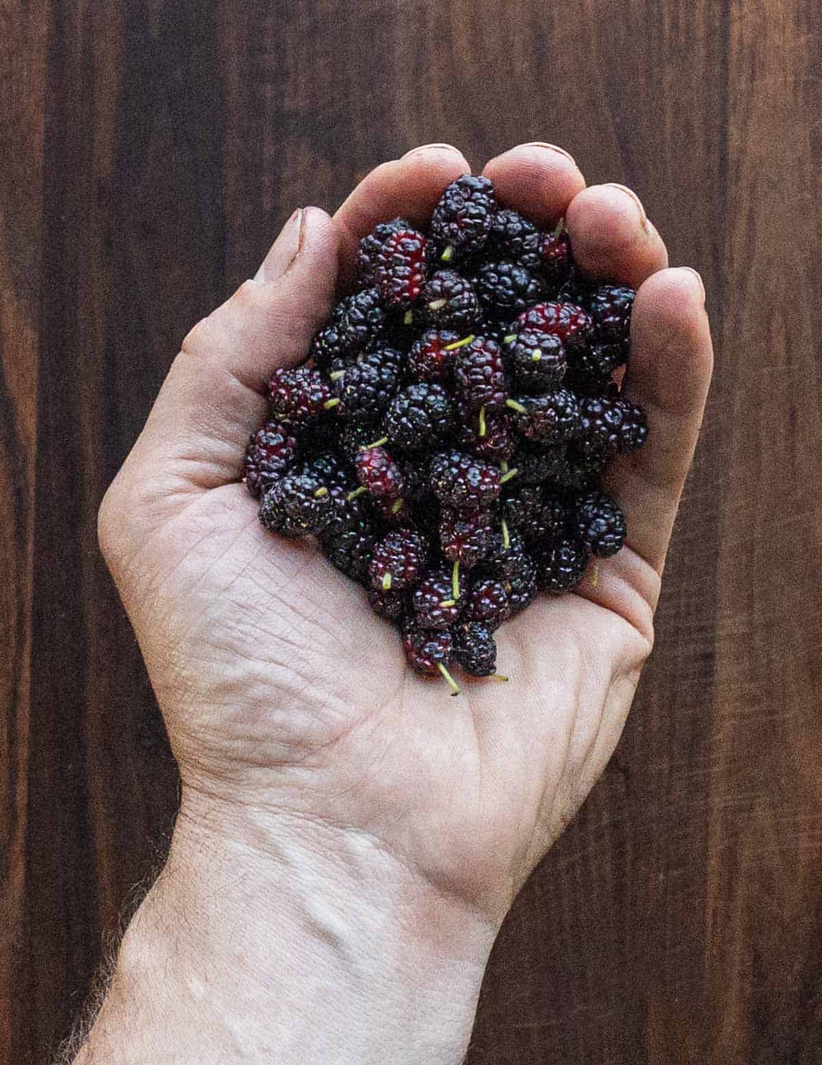 Picking ripe white mulberries by hand. 