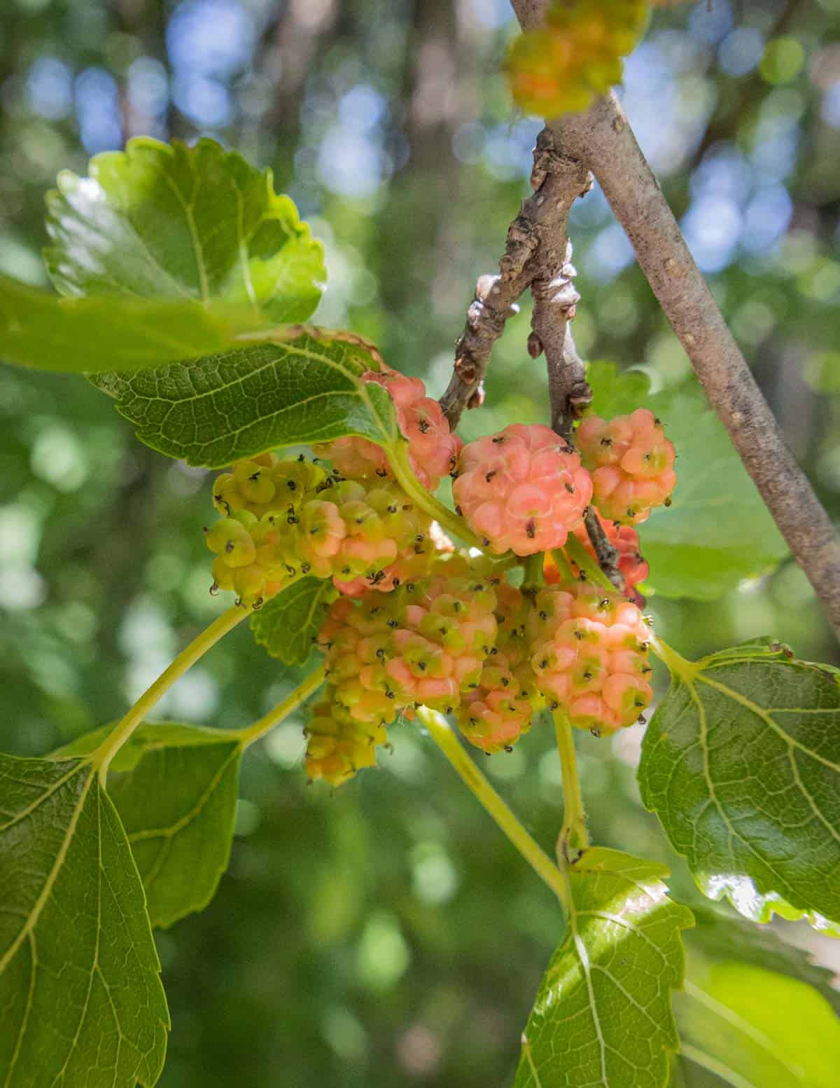 Yellow and pink unripe mulberry fruit on the tree. 