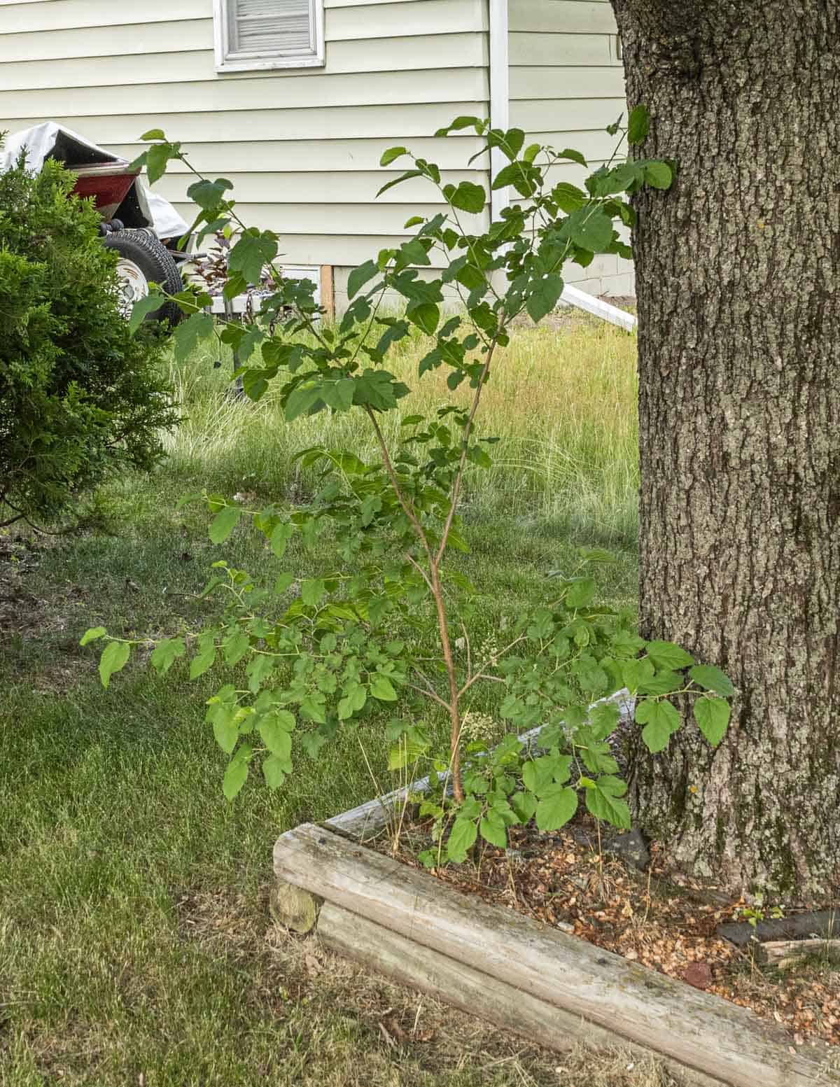A young white mulberry sapling growing at the base of another tree. 
