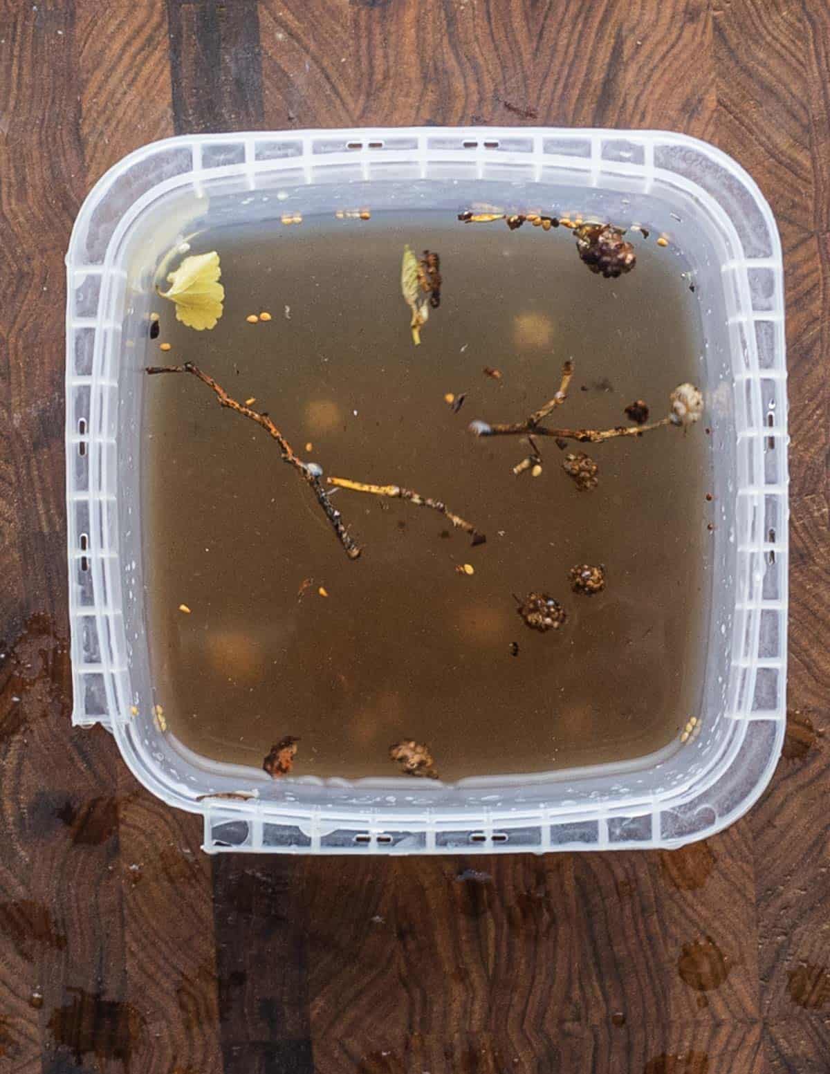 Soaking white mulberries in water to clean them showing sticks and debris rising to the surface. 